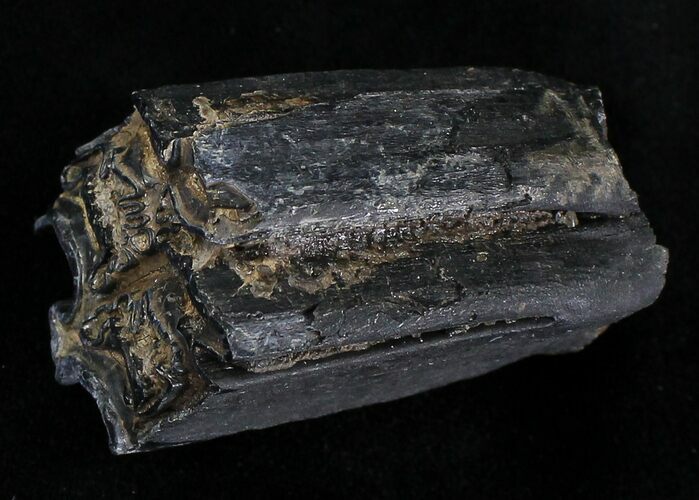 Pleistocene Aged Fossil Horse Tooth - Florida #21836